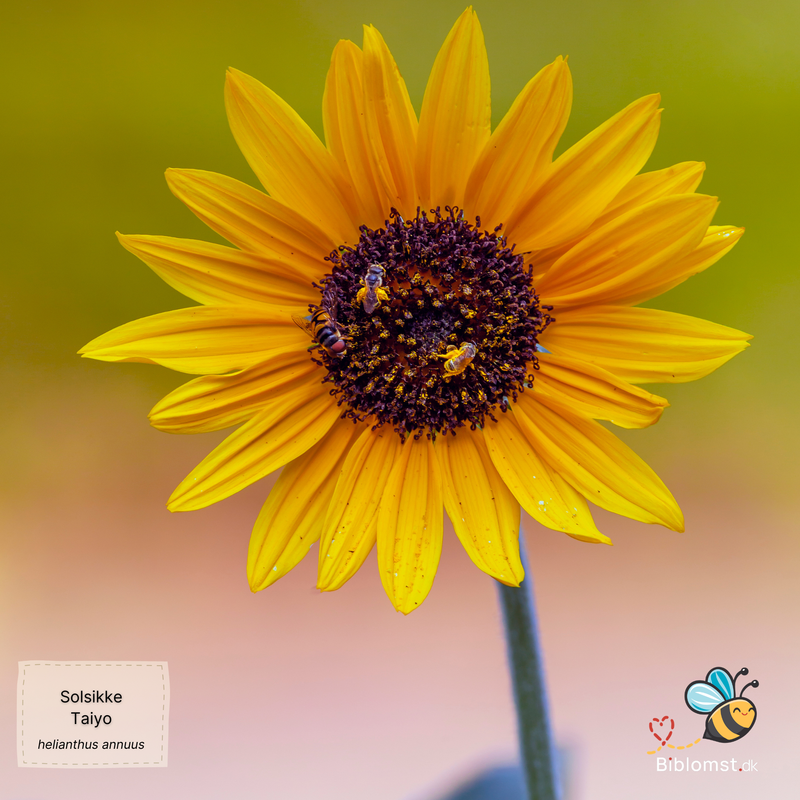 Så- og pasningsvejledning til Solsikke 'Taiyo' - Helianthus annuus 'Taiyo'