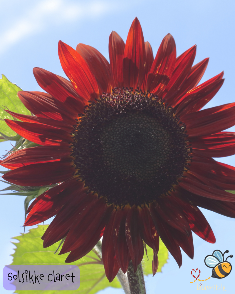 Så- og pasningsvejledning til Solsikke Claret F1 - Helianthus annuus
