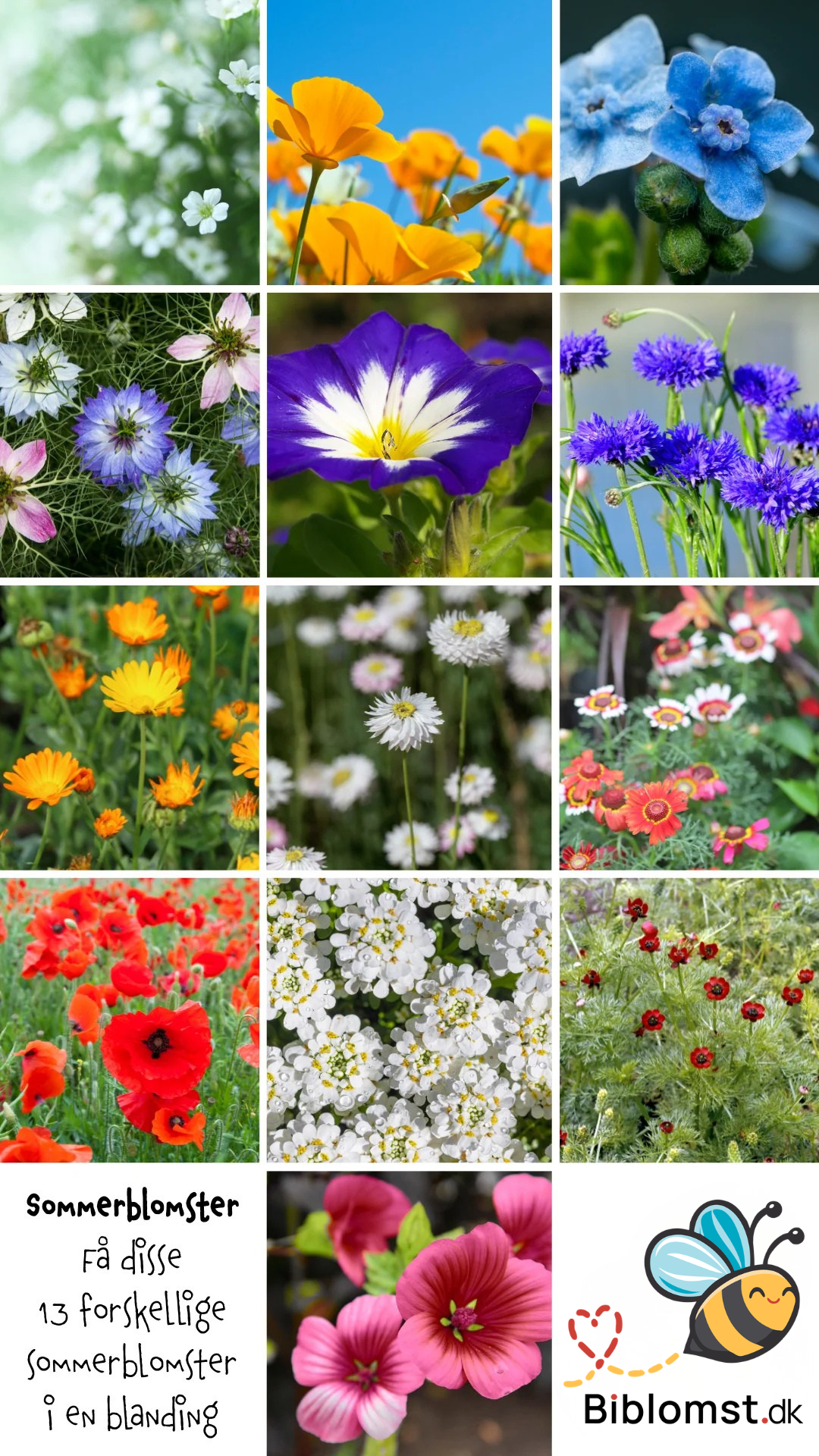 Så- og pasningsvejledning til Sommerblomster - hvid, blå og varme toner til bed og buketter