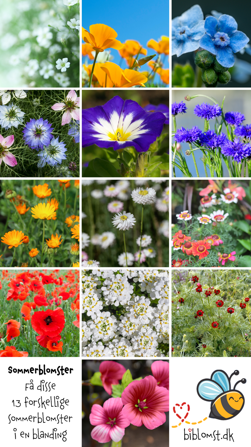 Så- og pasningsvejledning til Biblomst Sommereng