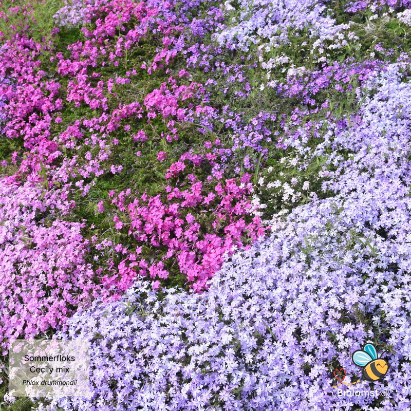 Så- og pasningsvejledning til sommerfloks – Phlox drummondii 'Cecily Mix'