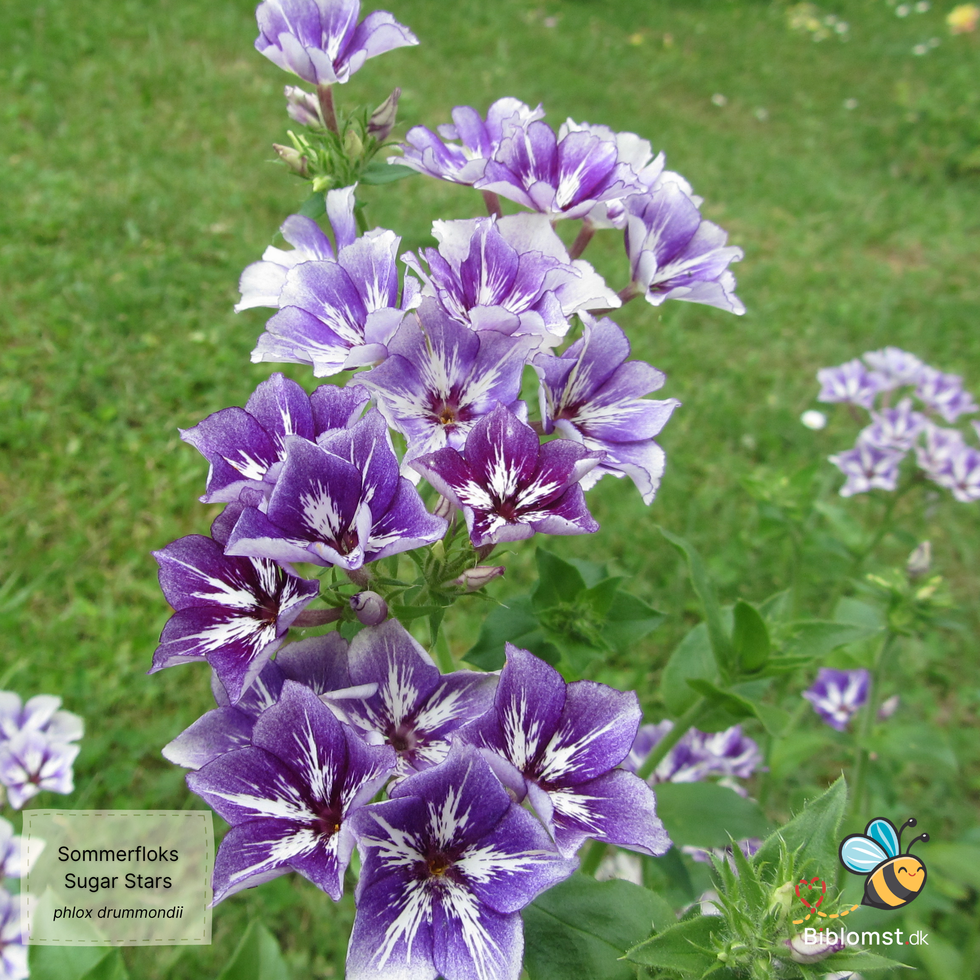 Så- og pasningsvejledning til sommerfloks – Phlox drummondii grandiflora ’Sugar Stars’