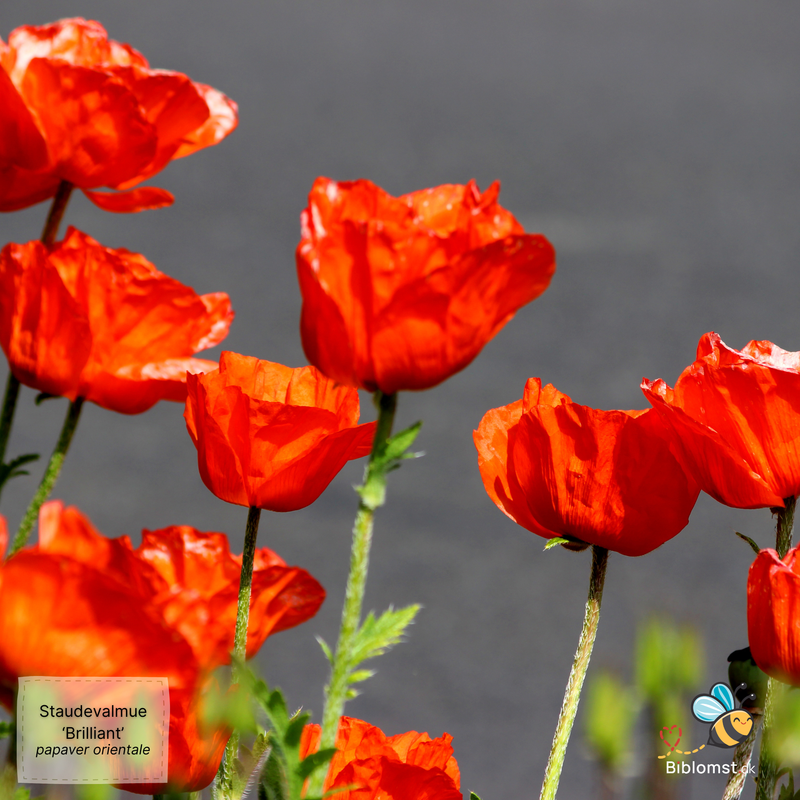 Så- og pasningsvejledning til Kæmpe havevalmue ‘Brilliant’ – Papaver orientale ‘Brilliant’