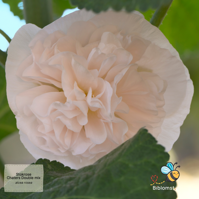 Stokrose 'Chaters Double Mix' - Alcea rosea