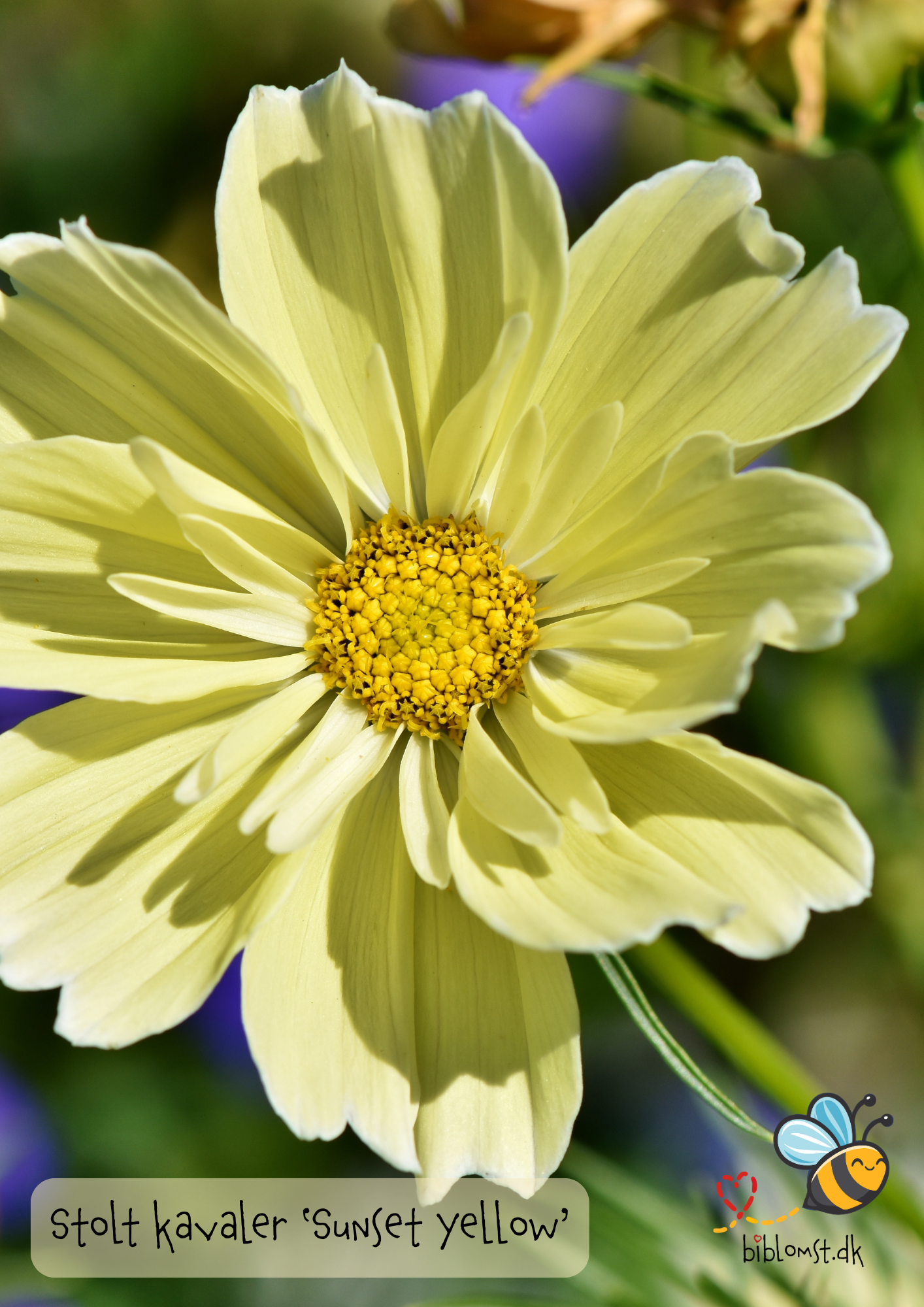 Så- og pasningsvejledning til stolt kavaler – Cosmos bipinnatus ‘Sunset Yellow’
