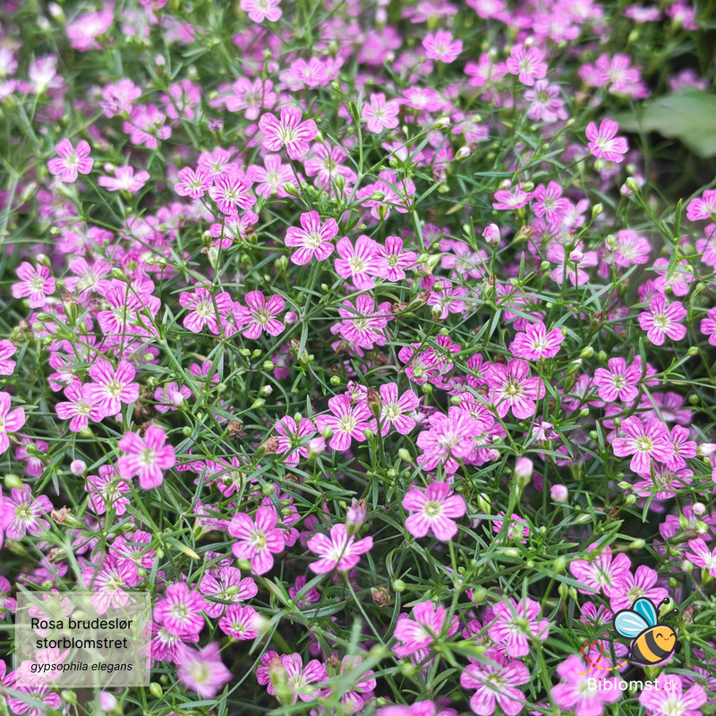 Så- og pasningsvejledning til Storblomstret Brudeslør - Gypsophila elegans 'Rosa'