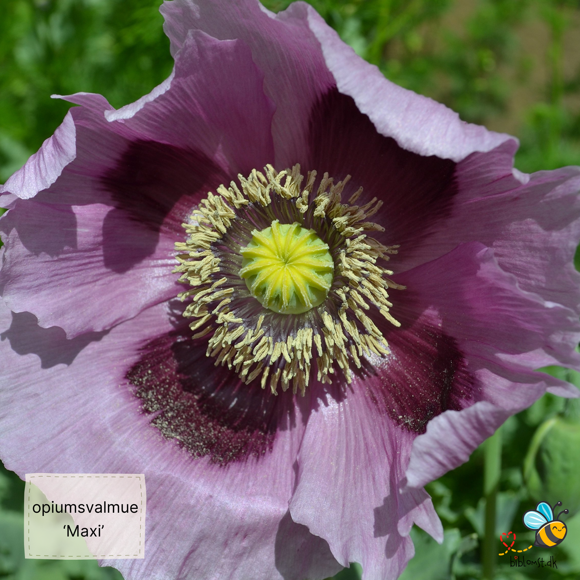 Storblomstret opiumsvalmue ‘Maxi’ – Papaver somniferum