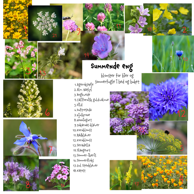 Så- og pasningsvejledning til Summende eng - blomster for bier og sommerfugle i bed og buket