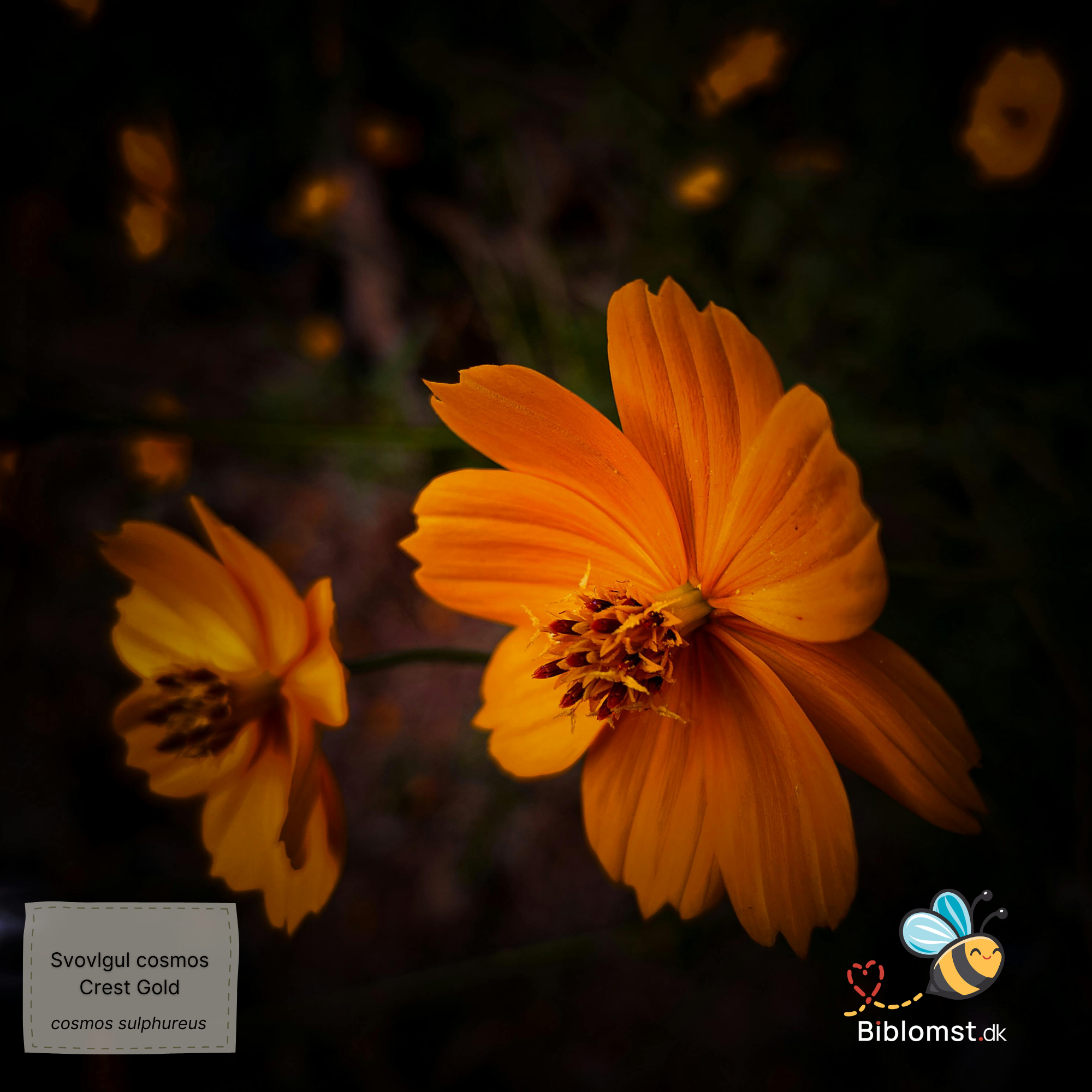 Så- og pasningsvejledning til svovlgul cosmos ‘Crest Gold’ – Cosmos sulphureus ‘Crest Gold’