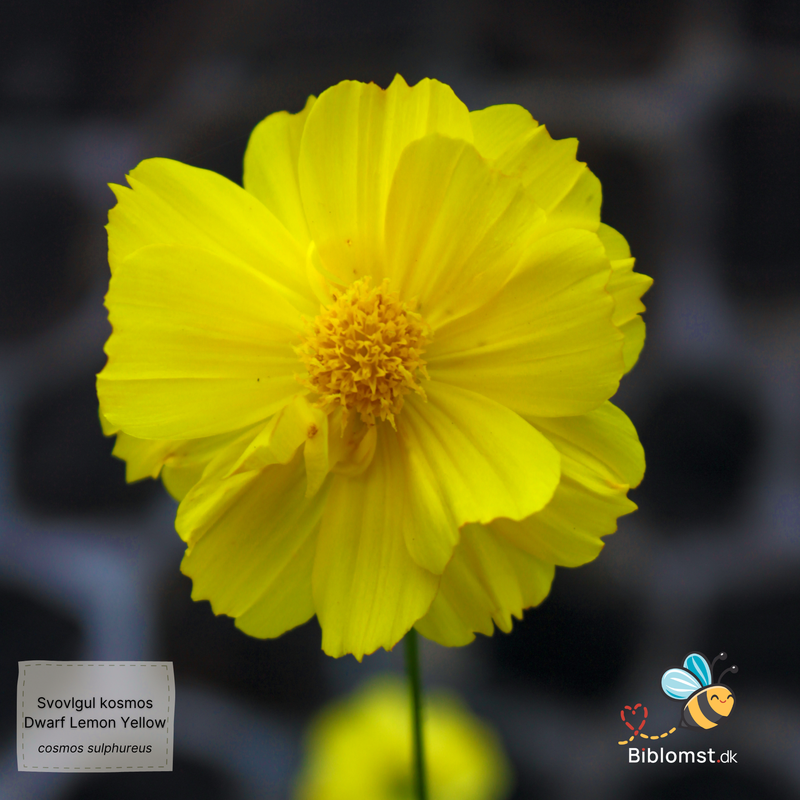 Så- og pasningsvejledning til svovlgul cosmos ‘Dwarf Lemon Yellow’ – Cosmos sulphureus ‘Dwarf Lemon Yellow’