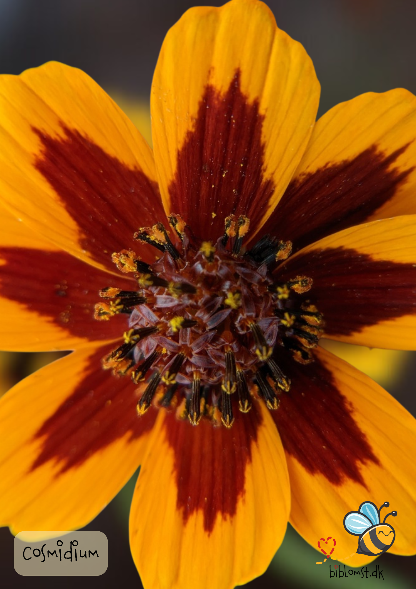 Så- og pasningsvejledning til cosmidium ‘Brunette’ – Thelesperma burridgeanum