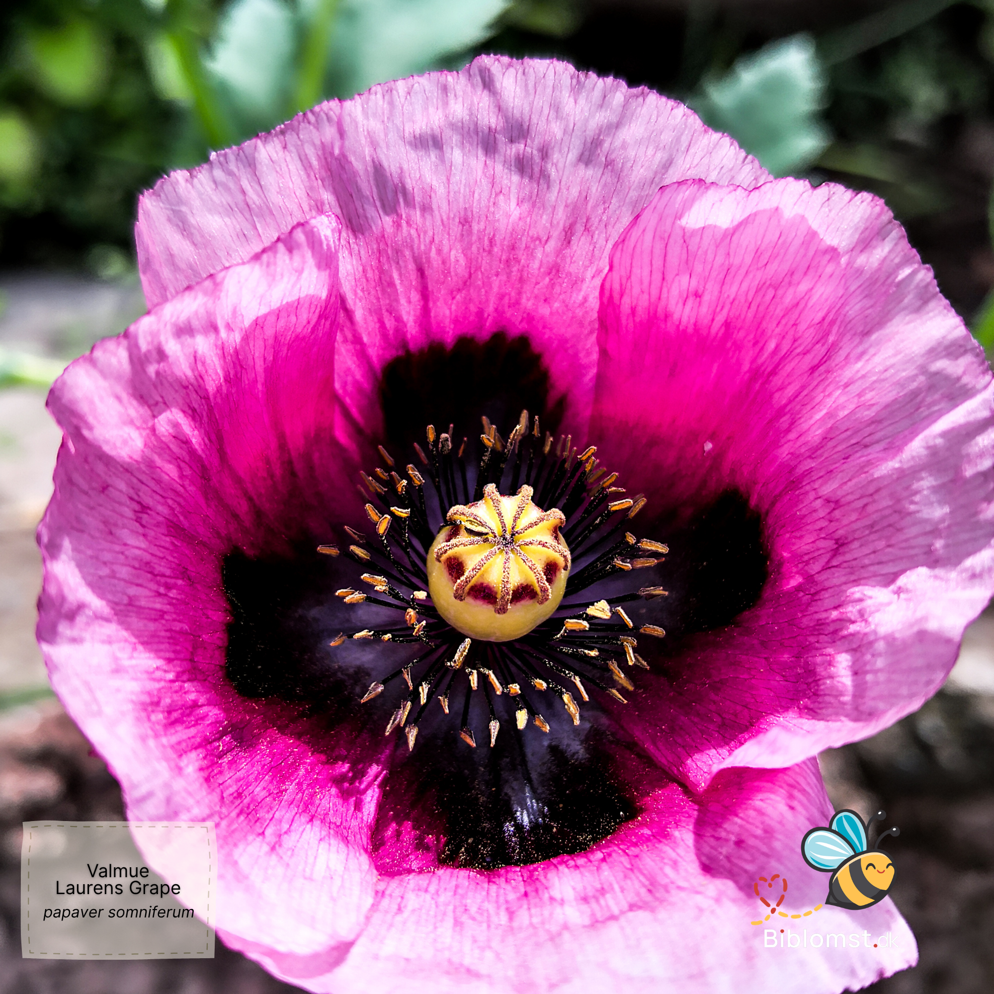 Så- og pasningsvejledning til valmue - Papaver somniferum - Laurens Grape