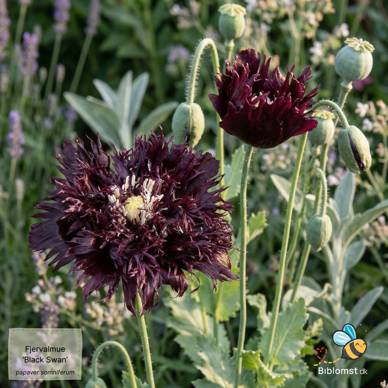 Såvejledning – Valmue 'Black Swan' (Papaver somniferum)
