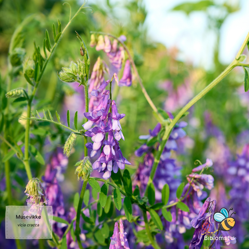 Så- og pasningsvejledning til musevikke – Vicia cracca