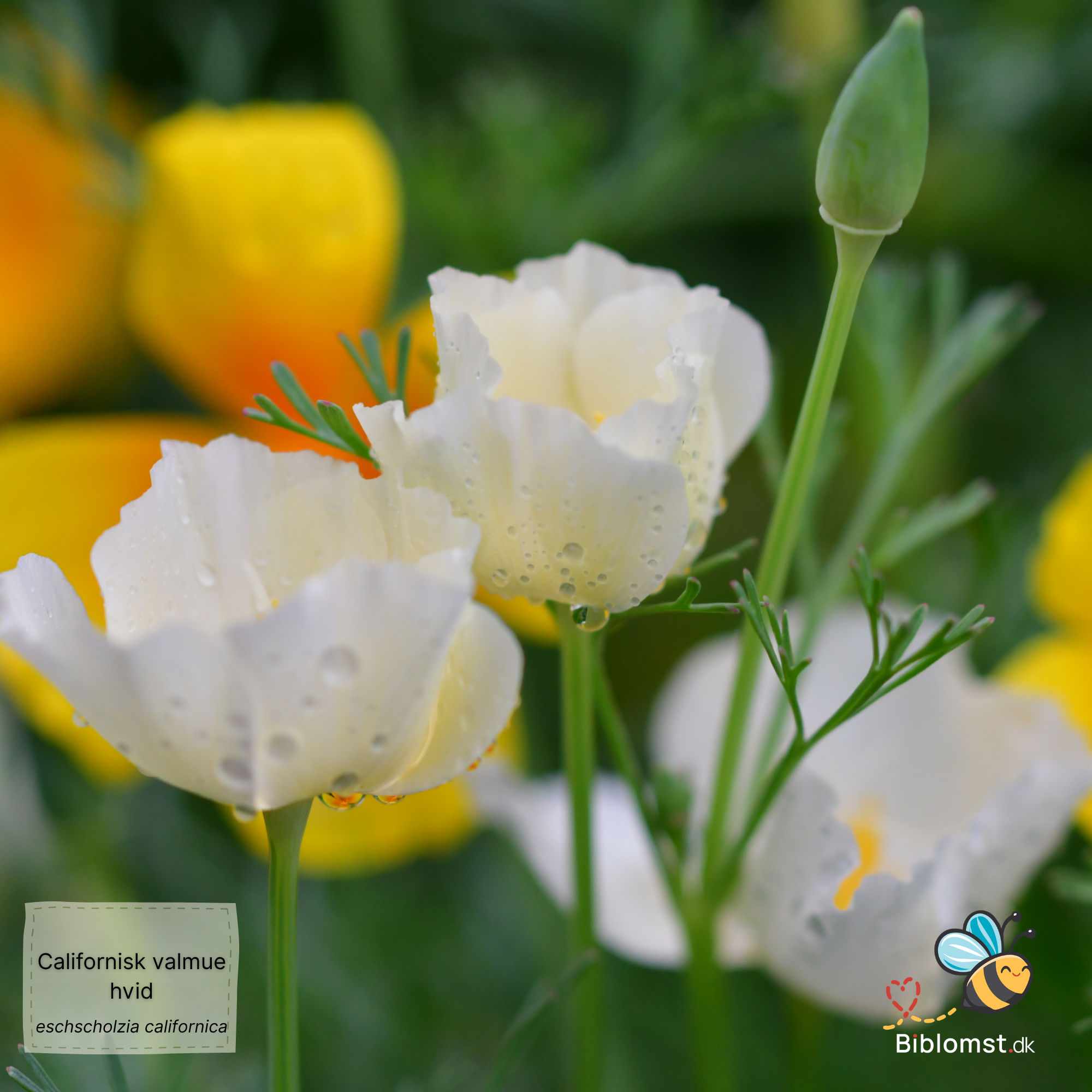 Så- og pasningsvejledning til Eschscholzia californica - Hvid Californisk Valmue