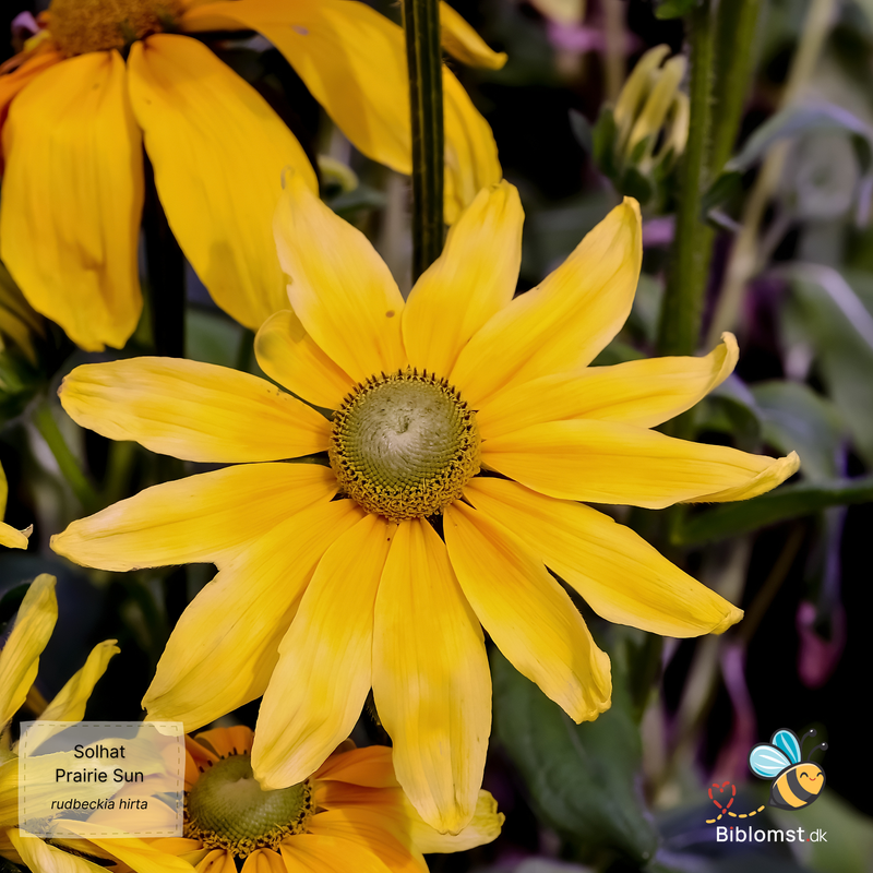 Så- og pasningsvejledning til Rudbeckia hirta - Prairie Sun