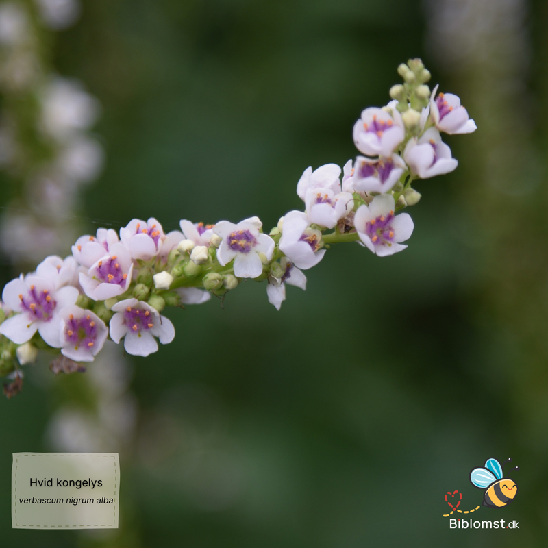 Så- og pasningsvejledning til Hvid Kongelys - Verbascum nigrum 'Alba'