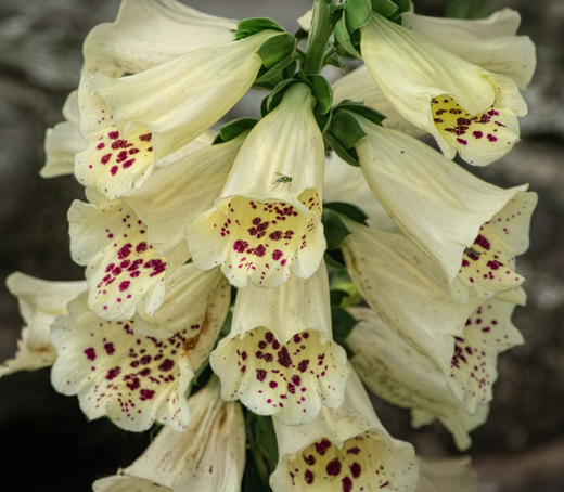 Så- og pasningsvejledning til Fingerbøl 'Camelot Cream' - Digitalis hybrid 'Camelot Cream'