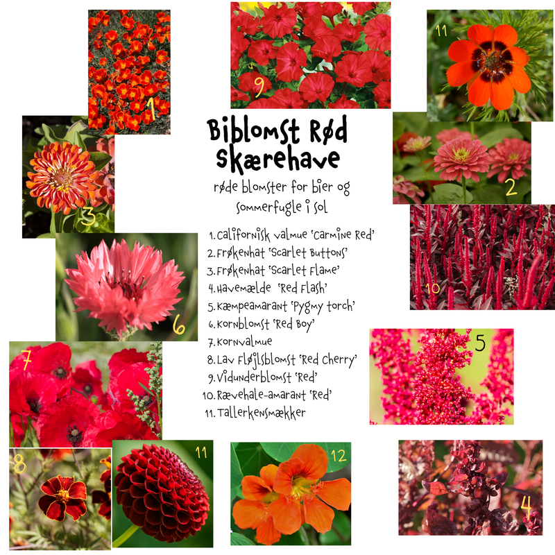 Så- og pasningsvejledning til Biblomst Rød Skærehave - røde blomster for bier og sommerfugle i sol