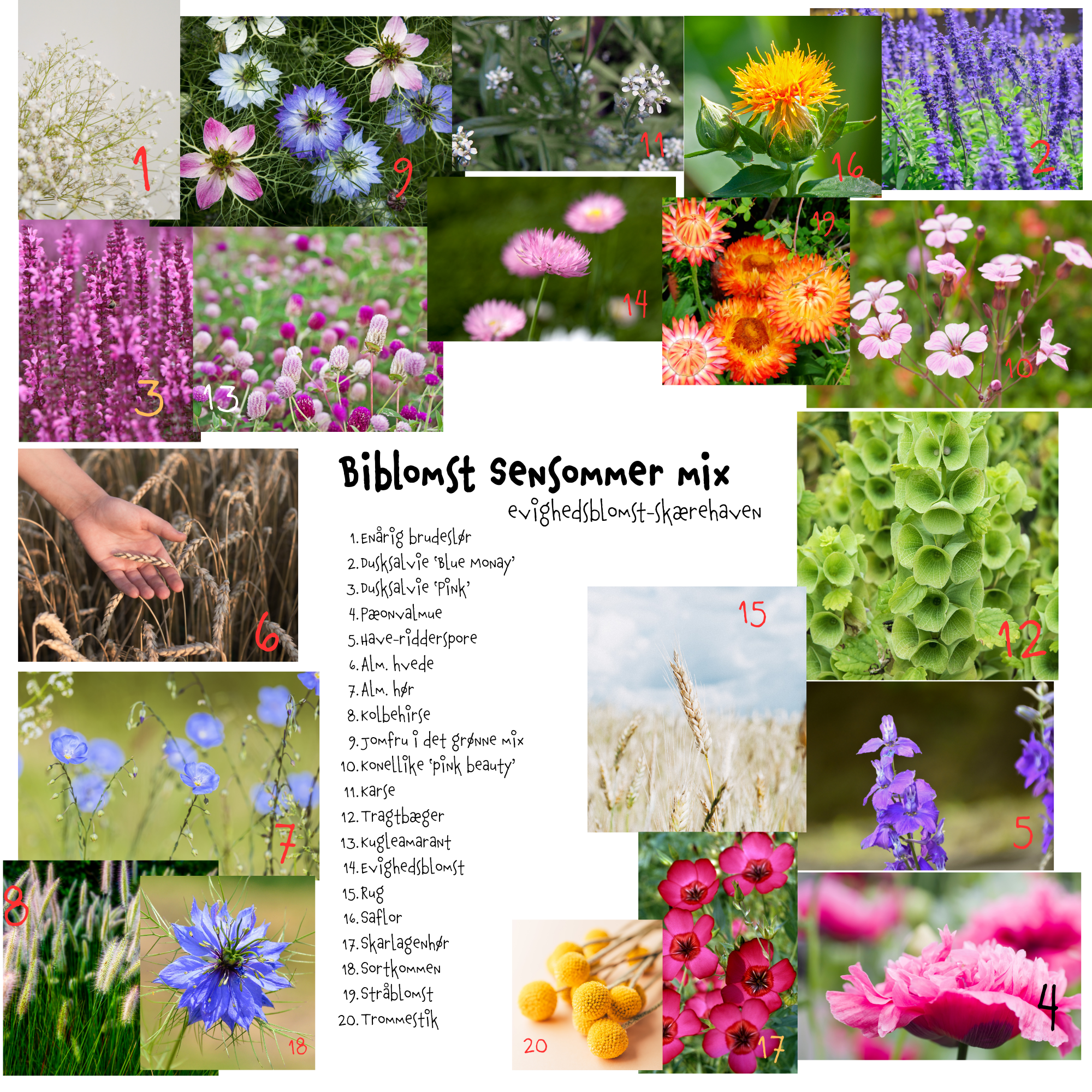 Så- og pasningsvejledning til Biblomst Sensommer mix – evighedsblomst-skærehaven