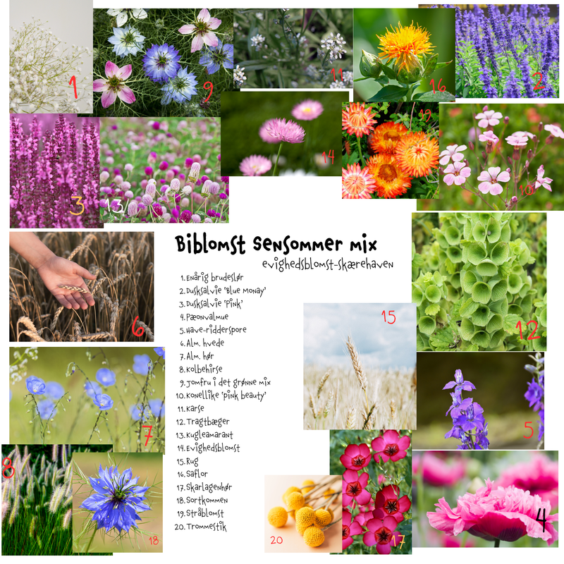 Så- og pasningsvejledning til Biblomst Sensommer mix – evighedsblomst-skærehaven