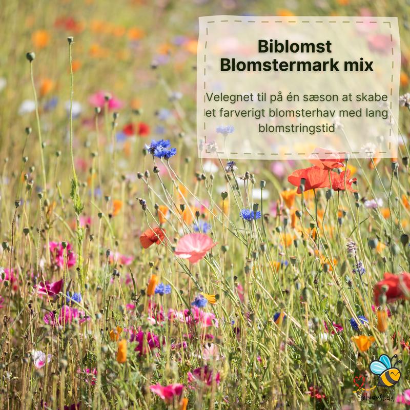 Så- og pasningsvejledning til Biblomst blomstermark