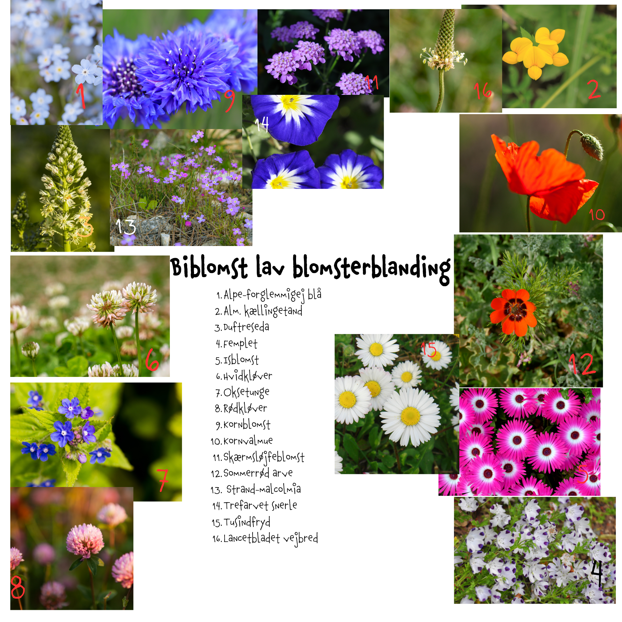 Så- og pasningsvejledning til Biblomst lav blomsterblanding