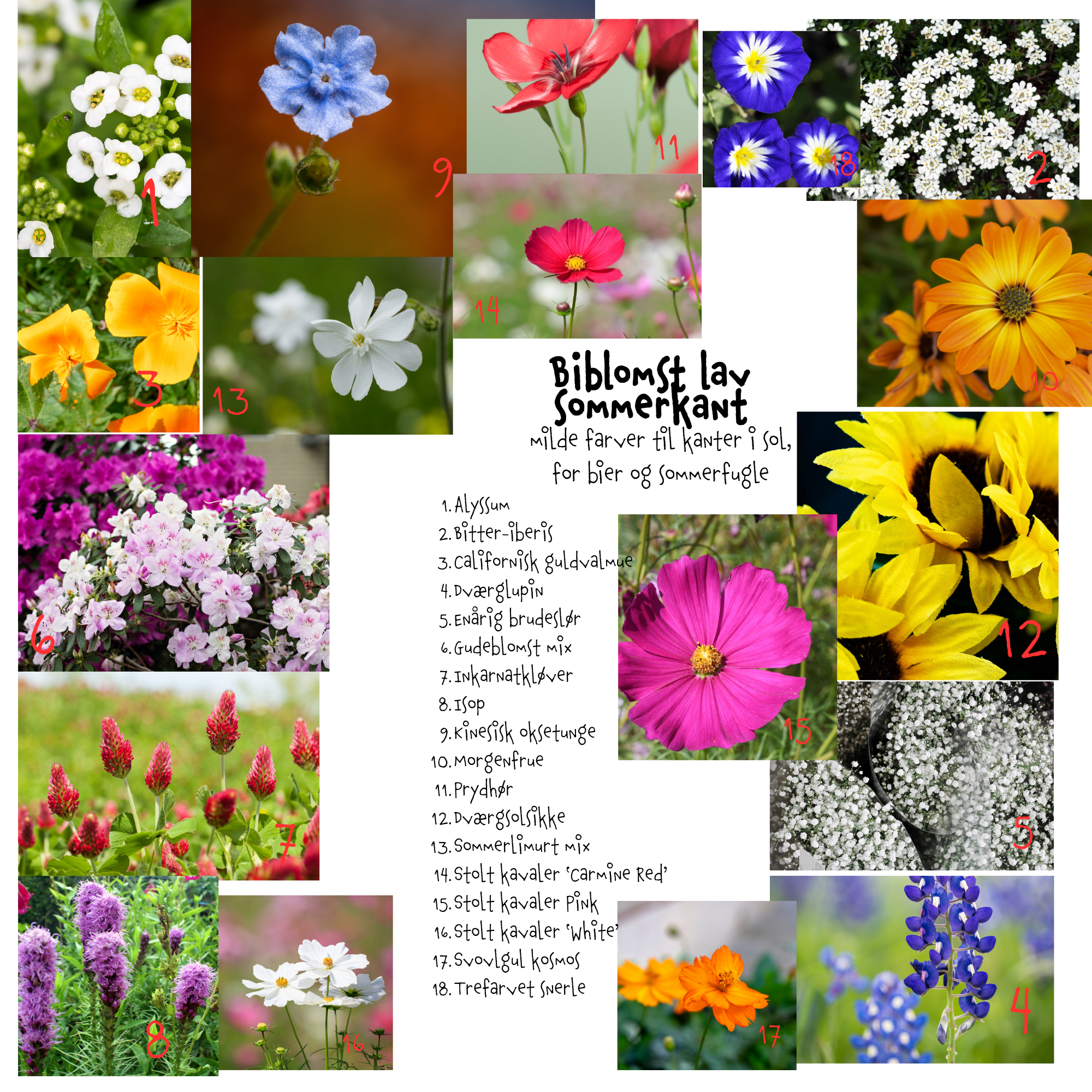 Så- og pasningsvejledning til Biblomst lav sommerkant – milde farver til kanter i sol, for bier og sommerfugle