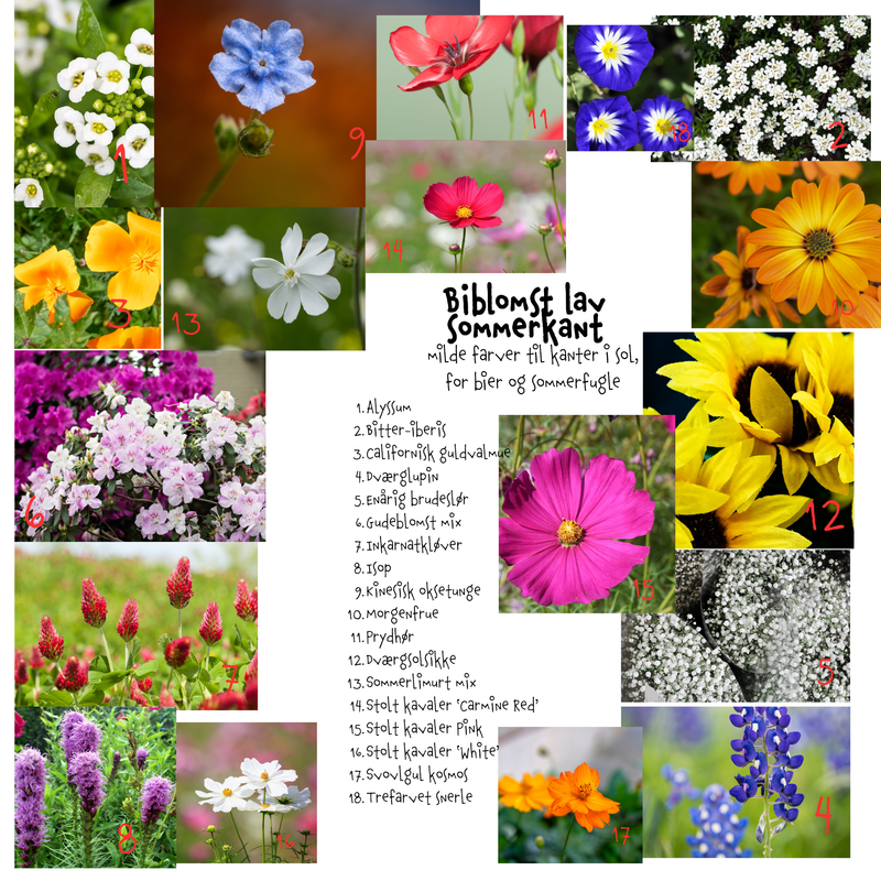 Så- og pasningsvejledning til Biblomst lav sommerkant – milde farver til kanter i sol, for bier og sommerfugle