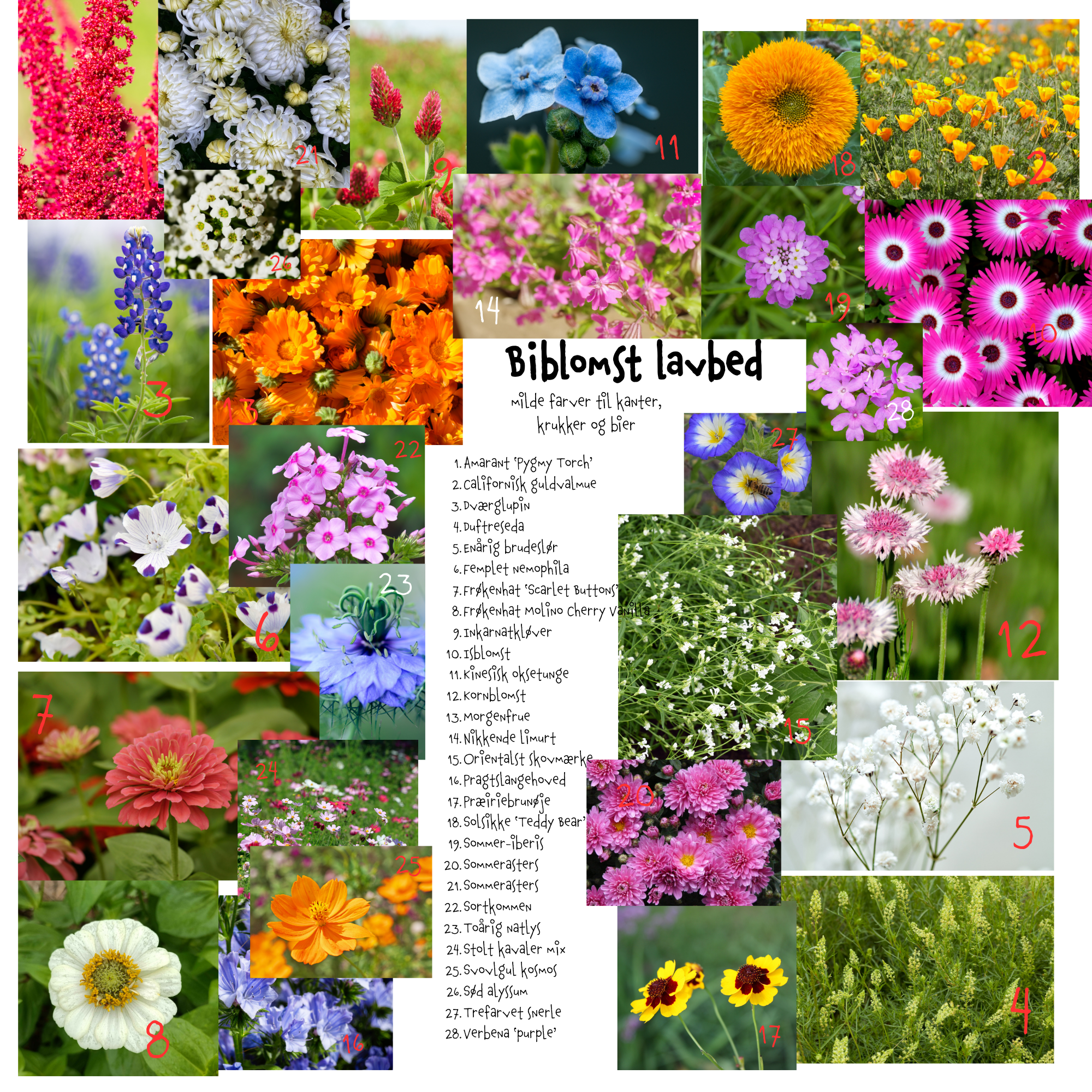 Så- og pasningsvejledning til Attractive dwarf - lav sommerblomster-blanding