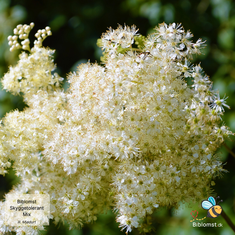 Så- og pasningsvejledning til Biblomst skyggetolerant Mix