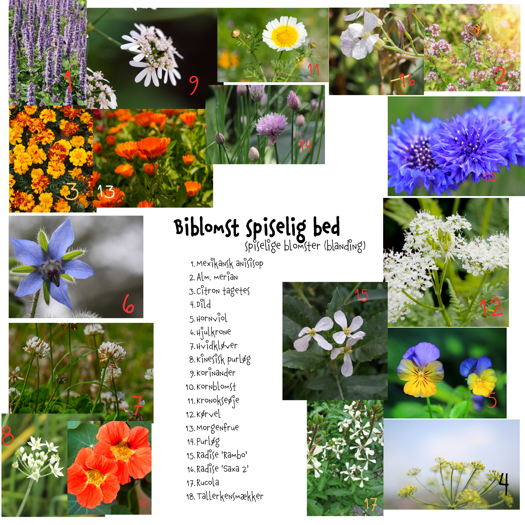 Så- og pasningsvejledning til Tasteful – spiselige blomster (blanding)