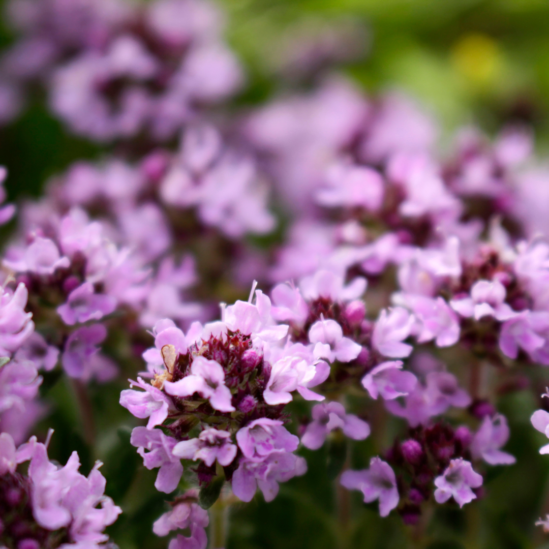 Så- og pasningsvejledning til Bredbladet timian - Thymus pulegioides