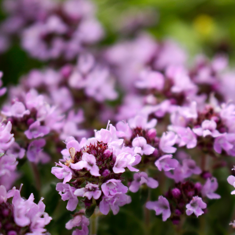 Så- og pasningsvejledning til Bredbladet timian - Thymus pulegioides