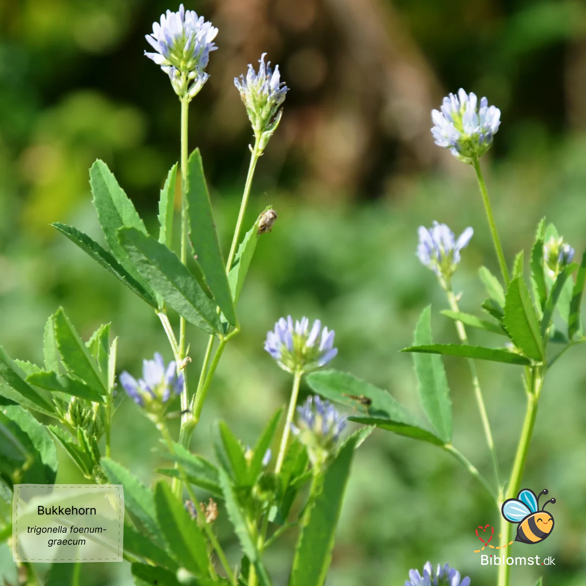Så- og pasningsvejledning til Bukkehorn - Trigonella foenum-graecum