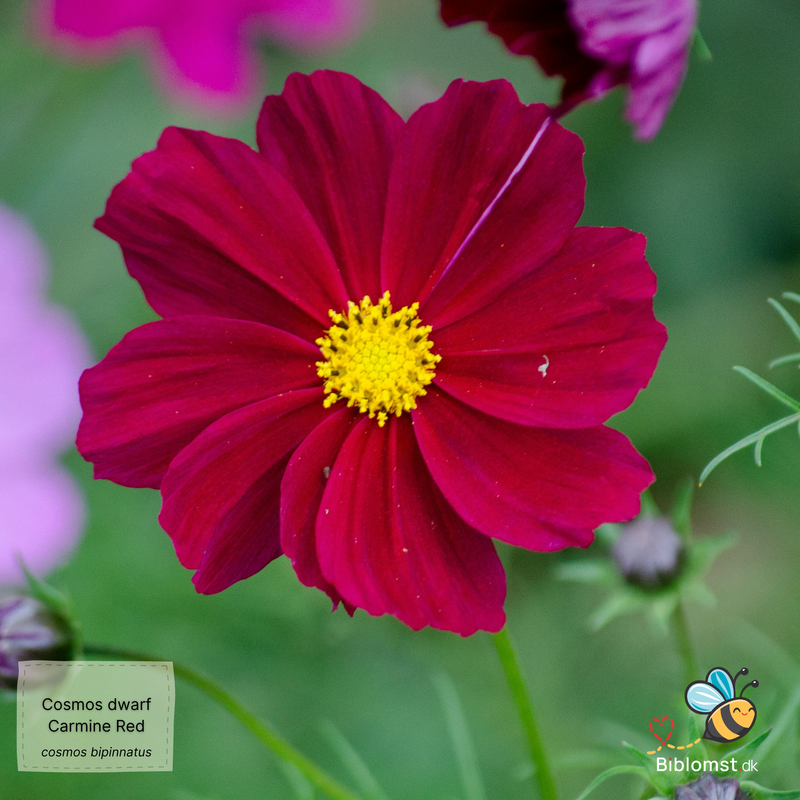 Så- og pasningsvejledning til kosmos – Cosmos bipinnatus ‘Dwarf Sensation Carmine Red’