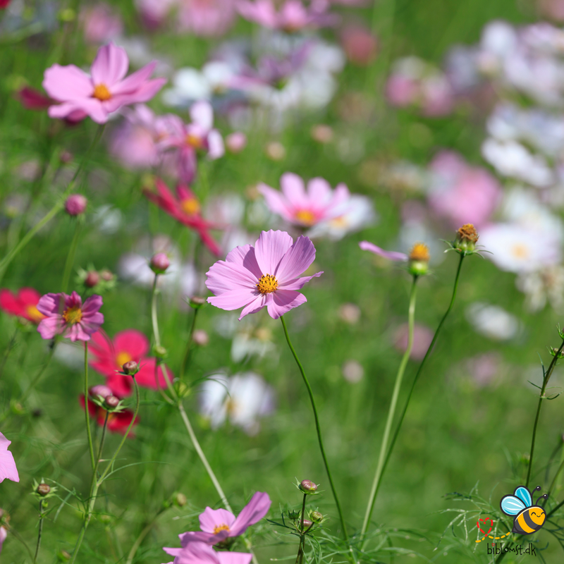 Så- og pasningsvejledning til dværg stolt kavaler ‘Dwarf Sensation Mixed’ – Cosmos bipinnatus