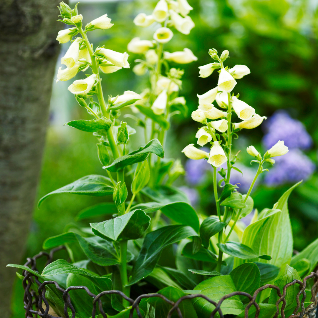 Dværgfingerbøl – Digitalis purpurea i blomst