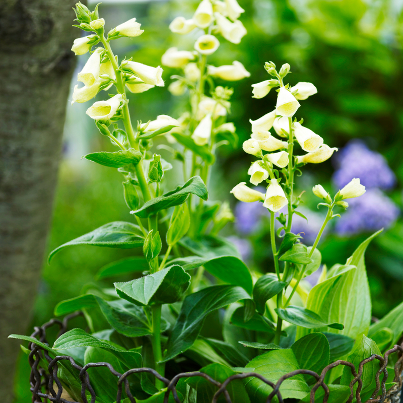 Så- og pasningsvejledning til Dværgfingerbøl – Digitalis purpurea