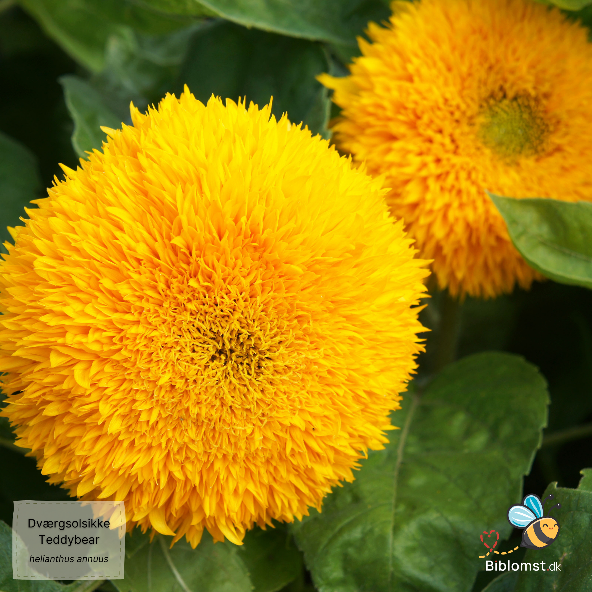 Så- og pasningsvejledning for Dværgsolsikke - Helianthus annuus Teddy Bear