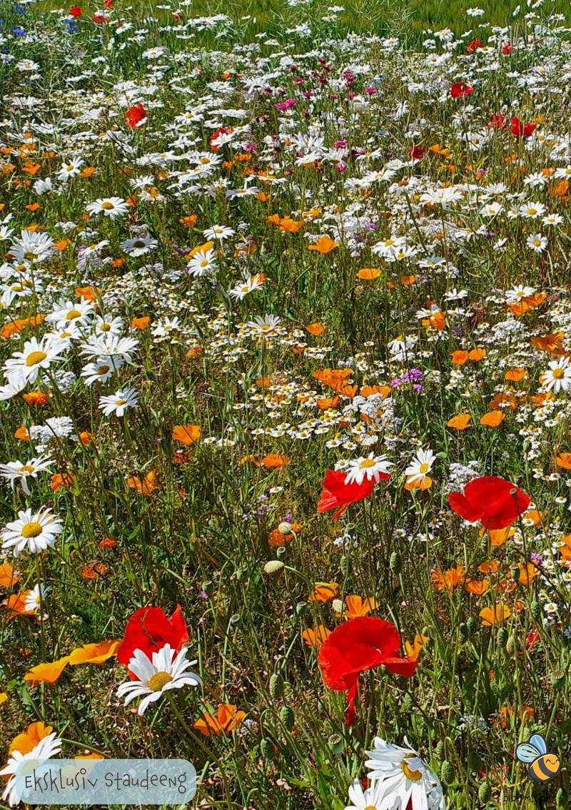 Så- og pasningsvejledning til Eksklusiv Staudeeng – flerårig blanding med æstetik og biodiversitet
