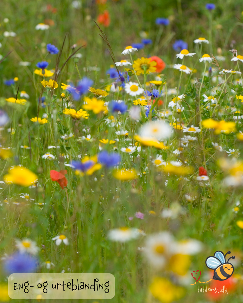 Så- og pasningsvejledning til Eng- og urteblanding (35 arter) – blomstrende eng med krydderurter