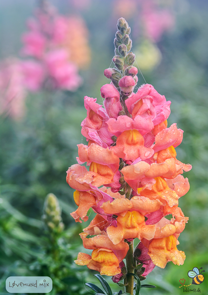 Så- og pasningsvejledning til løvemund – Antirrhinum majus maximum mix