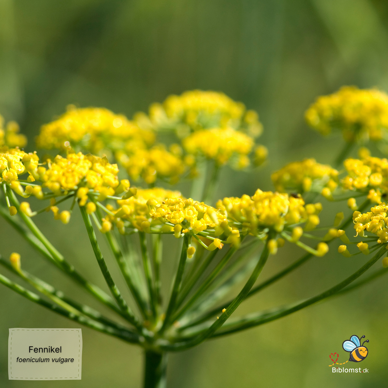 Så- og pasningsvejledning til Fennikel – Foeniculum vulgare