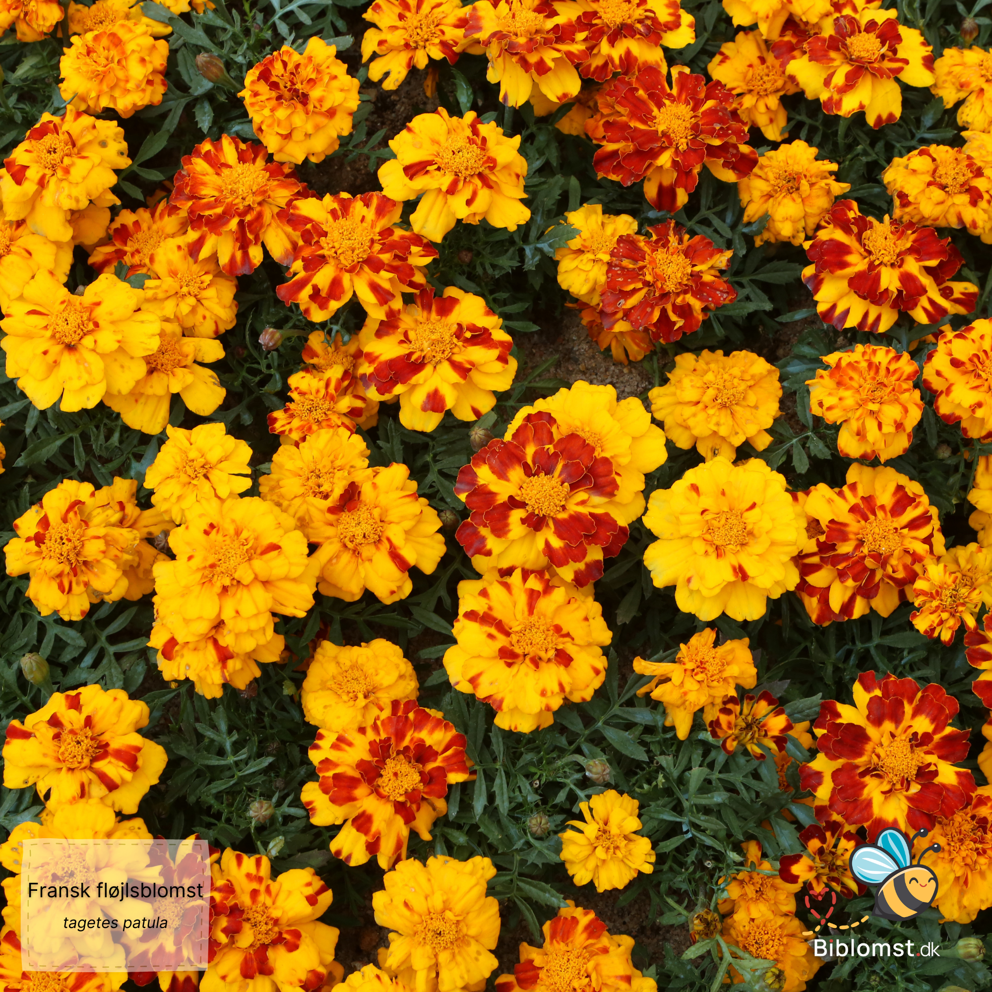 Så- og pasningsvejledning for Fransk Fløjsblomst - tagetes patula