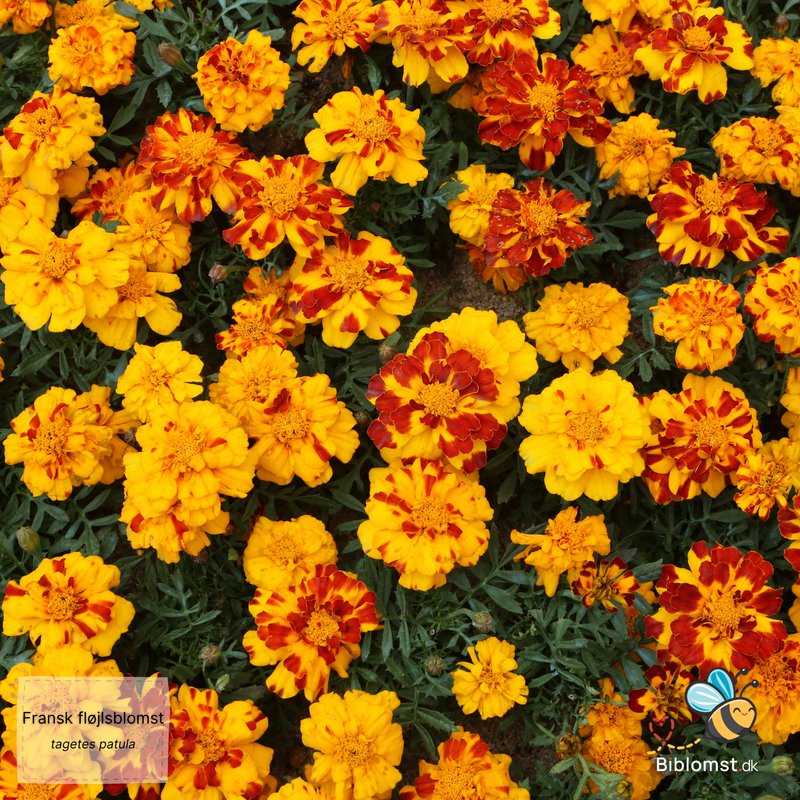Så- og pasningsvejledning for Fransk Fløjsblomst - tagetes patula