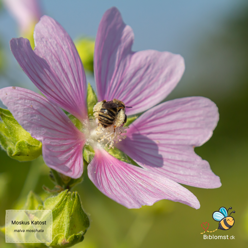 Så- og pasningsvejledning for Malva moschata - Moskus Katost