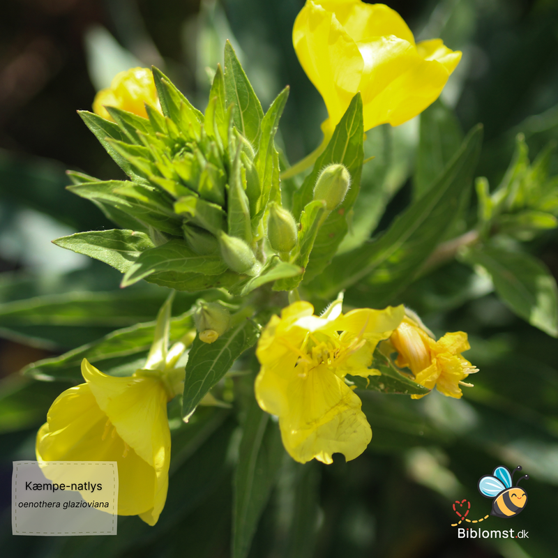 Så- og pasningsvejledning til Kæmpe-Natlys – Oenothera glazioviana