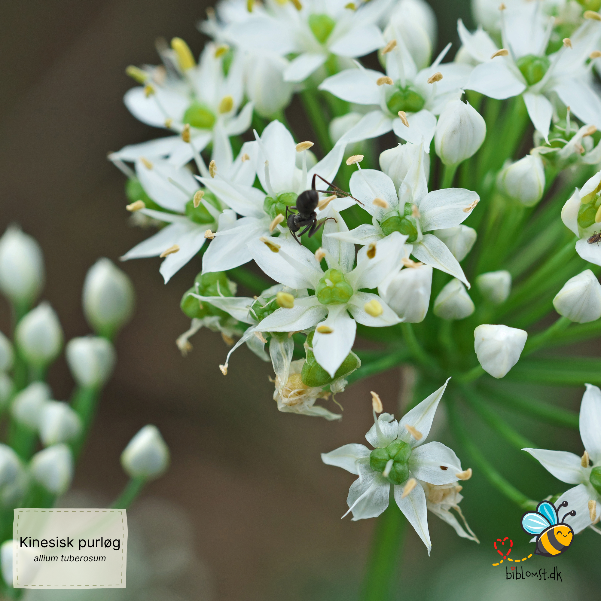 Så- og pasningsvejledning til Kinesisk purløg (hvidløgspurløg) – Allium tuberosum