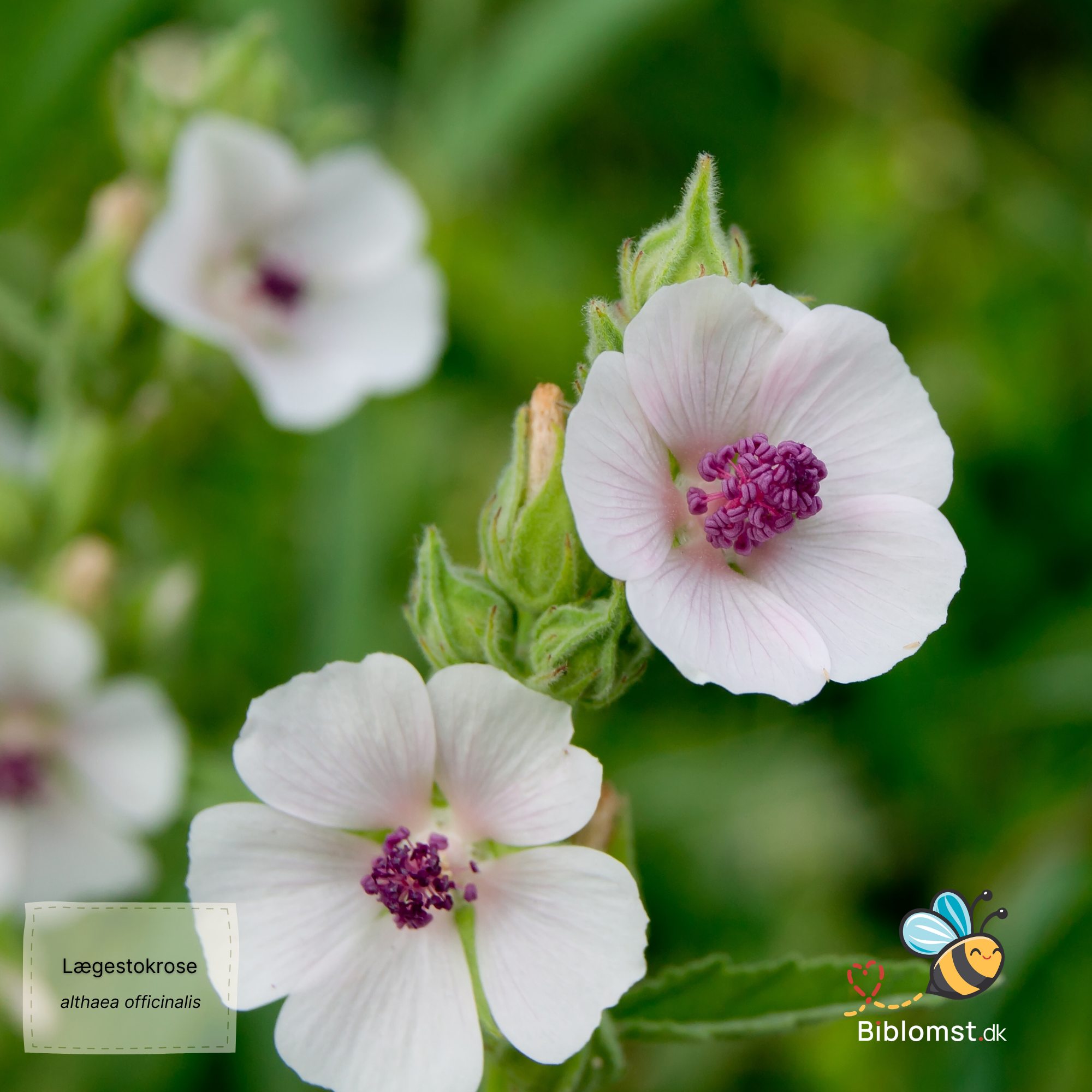 Så- og pasningsvejledning for Lægestokrose – Althaea officinalis